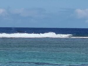 Balein à bosse lagon Ile de la Réunion